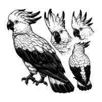 kakadua fågel djur- illustration. svart och vit hand dragen kakadua illustration isolerat vit bakgrund vektor