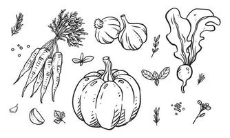 uppsättning grönsaker, frukt och kryddor handritad vektorillustration. hälsosam mat ritad med streckkonst för materialdesign vektor