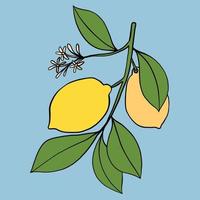 Gekritzel-Freihand-Skizze-Zeichnung von Zitronenfrüchten. vektor