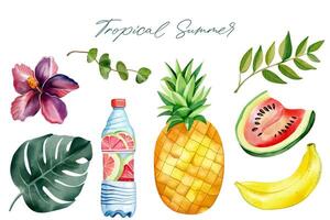 Aquarell Sommer Clip Art. exotisch Früchte. Palme Blätter. Sommer- Elemente. vektor