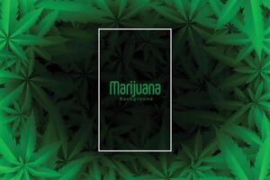 Cannabis oder Marihuana Grün Blätter Hintergrund Design vektor