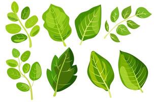 terar åtta annorlunda typer av grön löv. varje blad ställer ut unik former och ven mönster. grafisk är enkel, rena, och vibrerande, idealisk för naturtema mönster och miljövänlig projekt vektor