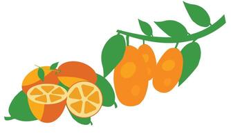 Kumquat Obst Design. vektor