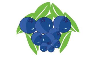 Blaubeere Obst Design . vektor