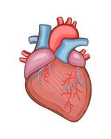 mänsklig hjärta isolerat. mänsklig inre organ. anatomisk illustration. vetenskap, medicin, biologi utbildning. anatomisk strukturera för medicinsk info inlärning vektor