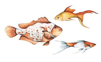 einstellen von bunt tropisch Fisch. Aquarium Tiere .Aquarell Illustration tropisch Fisch. unter Wasser Leben im Meer Konzept. vektor