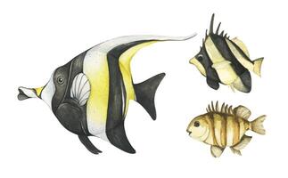 einstellen von bunt tropisch Fisch. Aquarium Tiere .Aquarell Illustration tropisch Fisch. unter Wasser Leben im Meer Konzept. vektor