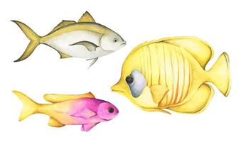 einstellen von bunt tropisch Fisch. Aquarium Tiere .Aquarell Illustration tropisch Fisch. unter Wasser Leben im Meer Konzept. vektor