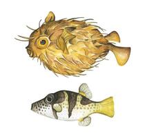 uppsättning av färgrik tropisk fisk. akvarium djur .vattenfärg illustration tropisk fisk. under vattnet Havsliv begrepp. vektor