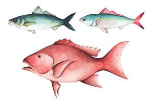 einstellen von bunt tropisch Fisch. Aquarium Tiere .Aquarell Illustration tropisch Fisch. unter Wasser Leben im Meer Konzept. vektor