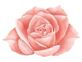 Rose Blume Aquarell Illustration. Blumen- Zeichnung von Rosa Pflanze mit Blütenblätter auf isoliert Hintergrund auf Gruß Karte oder Hochzeit Einladungen. rot Element im zart Pastell- Farben vektor