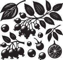 Hackberry Frucht, schwarz Farbe Silhouette vektor