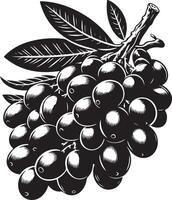Jambolan Frucht, schwarz Farbe Silhouette vektor