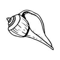 Spiral- Muschel Meer Schnecke Wellhornschnecke schwarz und Weiß Illustration zum Färbung Seiten. Hand gezeichnet Linie skizzieren von Ozean Tier zum nautisch Designs und druckt vektor