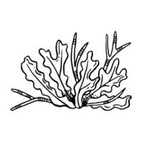 schwarz und Weiß Seetang Linie Illustration. einfarbig unter Wasser Meer Unterseite Pflanze Zeichnung zum Färbung, Marine Entwürfe, natürlich Kosmetika und nautisch druckt vektor