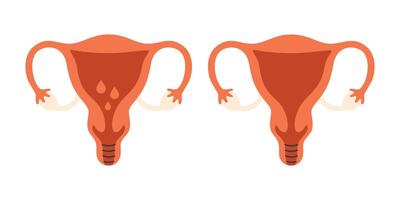 kvinna reproduktiv systemet anatomi. livmoder. gynekologi, menstruation vektor