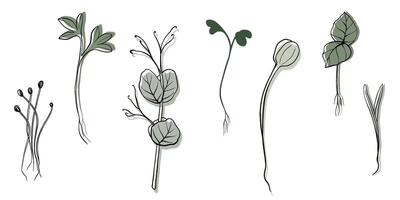 Hand gezeichnet Microgreens Illustration. Kontur Sprossen von Brunnenkresse, Spinat, Senf Kresse und Erbsen, Rettich, Zwiebel, Sonnenblume, Basilikum Pflanze. einstellen zum Speisekarte, Logo, Mikroelemente, gesund Lebensstil vektor