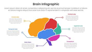 mänsklig hjärna infographic mall baner med hjärna delar och linje punkt beskrivning med 6 punkt lista information för glida presentation vektor