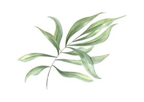 eukalyptus eller oleander gren. vattenfärg abstrakt löv. grön oliv. illustration av sommar lövverk. botanisk element för design av valentines dag, födelsedag, mödrar dag kort, bröllop inbjudan. vektor