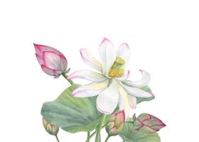 lotus blommor med grön löv. delikat blomning asiatisk vatten lilja. bukett med vit rosa blomma, knoppar och blad. vattenfärg blommig illustration för inbjudningar, kort, bröllop hälsningar vektor