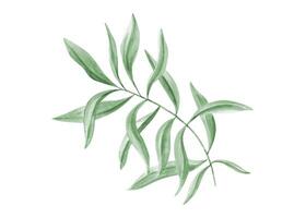 frodig eukalyptus eller oleander lövverk. vattenfärg abstrakt löv. grön oliv. illustration av gren. botanisk element för design av valentines dag, födelsedag, mödrar dag kort, bröllop inbjudan. vektor