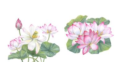 dugg rosa lotus blommor. uppsättning av kompositioner med asiatisk Näckrosor. vattenfärg illustration. design för inbjudningar, film affischer, tyger, vykort vektor