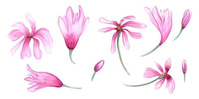 einstellen von Hand gemalt Magnolie Blume Köpfe und Knospen. abstrakt Rosa Blumen auf Stiele. Frühling Blühen Pflanzen. Blumen- Clip Kunst. Aquarell Illustration zum Design, Gruß, Einladung vektor