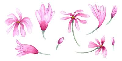 uppsättning av hand målad magnolia blomma huvuden och knoppar. abstrakt rosa blommor på stjälkar. vår blomning växter. blommig klämma konst. vattenfärg illustration för design, hälsning, inbjudan vektor