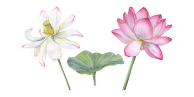 vit rosa lotus blommor med grön blad. delikat blomning vatten lilja. vattenfärg illustration. hand dragen blommig sammansättning för affisch, kort vektor