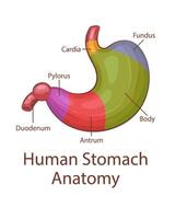 Mensch Bauch Anatomie. Mensch intern Organ. anatomisch Illustration. Wissenschaft, Medizin, Biologie Bildung. anatomisch Struktur zum medizinisch die Info Lernen vektor