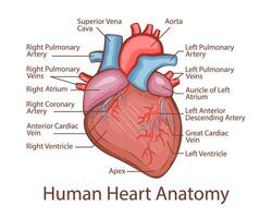 Mensch Herz Anatomie. Mensch intern Organ. anatomisch Illustration. Wissenschaft, Medizin, Biologie Bildung. anatomisch Struktur zum medizinisch die Info Lernen vektor