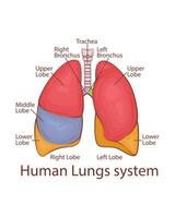 mänsklig lungor systemet. mänsklig inre organ. anatomisk illustration. vetenskap, medicin, biologi utbildning. anatomisk strukturera för medicinsk info inlärning vektor