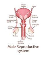 manlig reproduktiv systemet anatomi. mänsklig inre organ. anatomisk illustration. vetenskap, medicin, biologi utbildning. anatomisk strukturera för medicinsk info inlärning vektor
