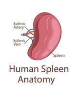 Mensch Milz Anatomie. Mensch intern Organ. anatomisch Illustration. Wissenschaft, Medizin, Biologie Bildung. anatomisch Struktur zum medizinisch die Info Lernen vektor