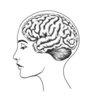 Mensch Kopf und Gehirn isoliert auf Weiß Hintergrund. Silhouette von Gehirn Innerhalb Kopf. Hand gezeichnet Tinte skizzieren Nachahmung. einfarbig schwarz ein Weiß Illustration. vektor