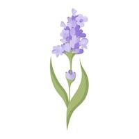 zart Lavendel Blume im eben Stil. Illustration isoliert auf Weiß Hintergrund. vektor