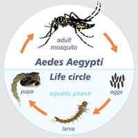 aedes Aegypti Leben Kreis Moskito Dengue-Fieber zika Chikungunya Sender vektor