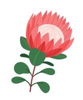 protea blomma på en vit bakgrund.tropisk kung blomma protea i blomma. design för utskrift hälsning kort, inbjudan, tyg, omslag papper.platt hand dra vektor