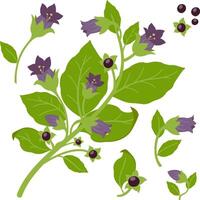 en belladonna nattskugga växt med blommor och frön. belladonna växt på vit bakgrund. vektor