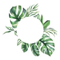 tropisk kokos, banan handflatan löv, monstera, apa mask, frangipani, ljus saftig grön. hand dragen vattenfärg botanisk illustration. ram, mall, krans isolerat från bakgrund vektor