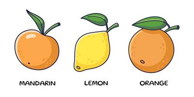 süß Zitrusfrüchte Satz. Zitrone, orange, Mandarin im Karikatur Stil. Hand gezeichnet Karikatur Illustration. Zitrusfrüchte Symbole vektor