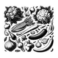 Hand gezeichnet Gemüse schwarz und Weiß Illustration. frisch Gemüse Zeichnung, isoliert auf Weiß Hintergrund vektor