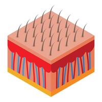 isometrisch Karikatur Haut Schicht Illustration vektor