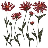 Sammlung von Kegel Blume oder Echinacea Pflanzen. einstellen von Wildblumen. Hand gezeichnet Illustration. botanisch Zeichnung isoliert auf Weiß. farbig Elemente zum Design, drucken, Poster, Karte, Aufkleber, Dekor vektor