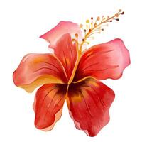 Aquarell tropisch Blume. Blumen- Illustration. exotisch Blume. Aquarell Orchidee vektor