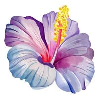 Aquarell tropisch Blume. Blumen- Illustration. exotisch Blume. Aquarell Orchidee vektor