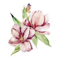 Aquarell Rosa Magnolie Blume und Schmetterlinge vektor