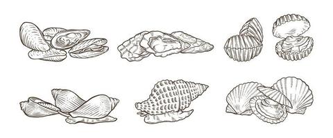 viele Arten von handgezeichneten Illustrationen von Schalentieren vektor