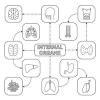 Mindmap der inneren Organe mit linearen Symbolen. Verdauungs-, Hormon- und Atmungssystem. Konzept Schema. Leber, Dünndarm, Gallenblase, Luftröhre, Lunge, Magen. isolierte Vektorillustration vektor