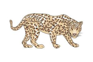 leopard wilde katzen vektor